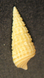 Bittium latreillei